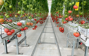 Onze tomatenkas is bezig met het plaatsen van natgordijnen