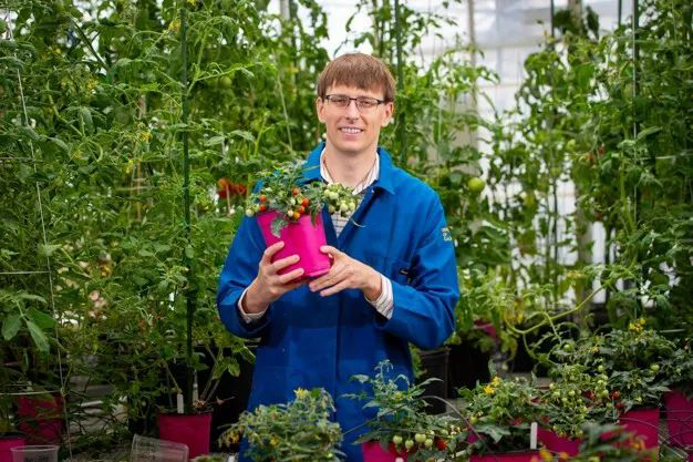 De eerste in de ruimte gekweekte tomaten zullen naar verwachting begin 2025 worden geoogst