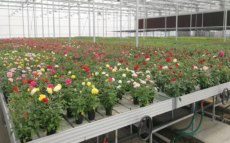 Greenhouse System: Revolutionering van de landbouw met duurzame oplossingen