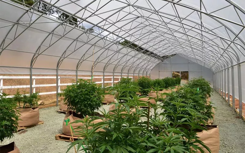 Medical Cannabis Film Greenhouse: A Game Changer in the Industry