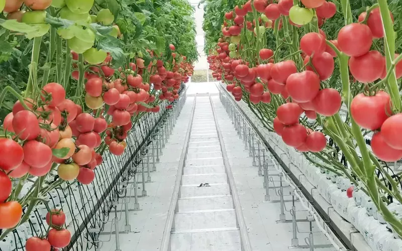 Komkommer- en tomatenkas