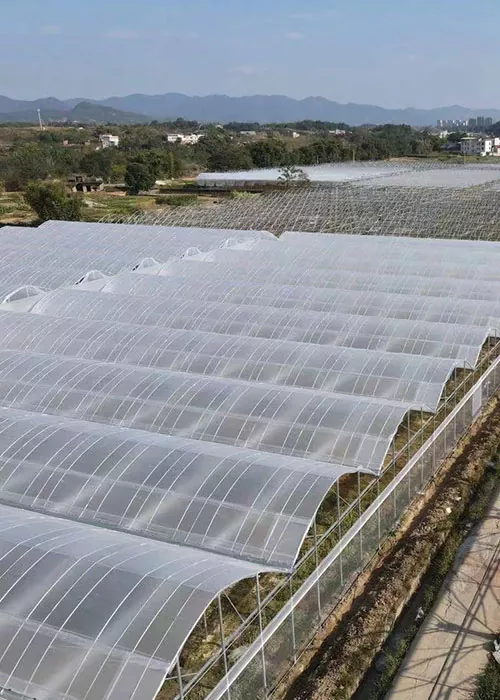 Komkommer- en tomatenkas