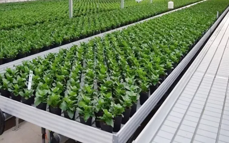 Greenhouse Nursery Abs Plastic hydrocultuurbakken