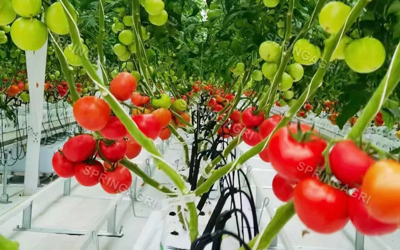 Multispan kunststof tomatenkas