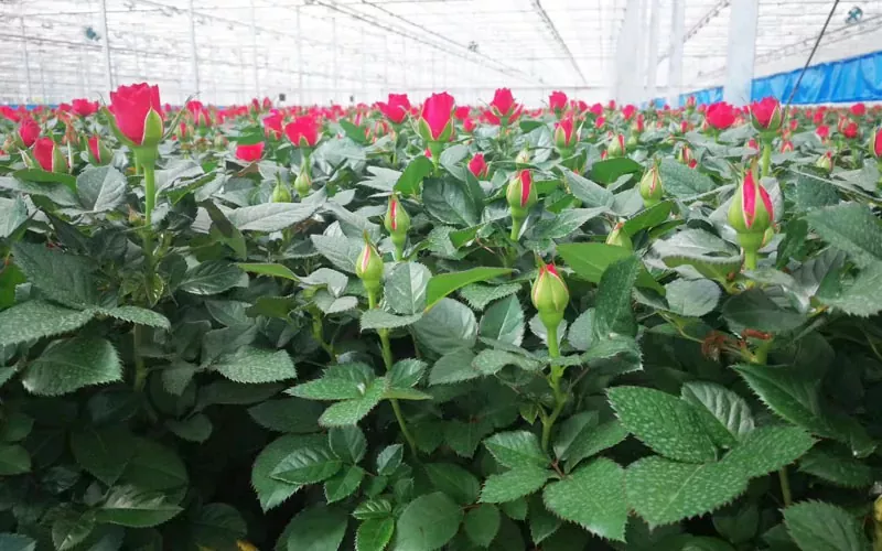 Nam En Tulpenkas toe